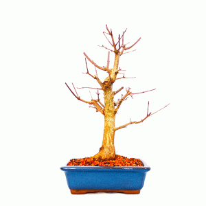 Bonsai de Acer Tridente 7 anos