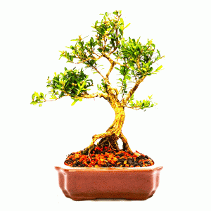Bonsai de Buxus Harlandii 6 anos