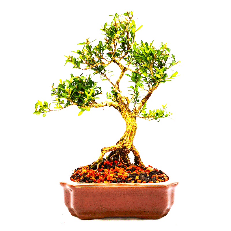 Bonsai de Buxus Harlandii 6 anos
