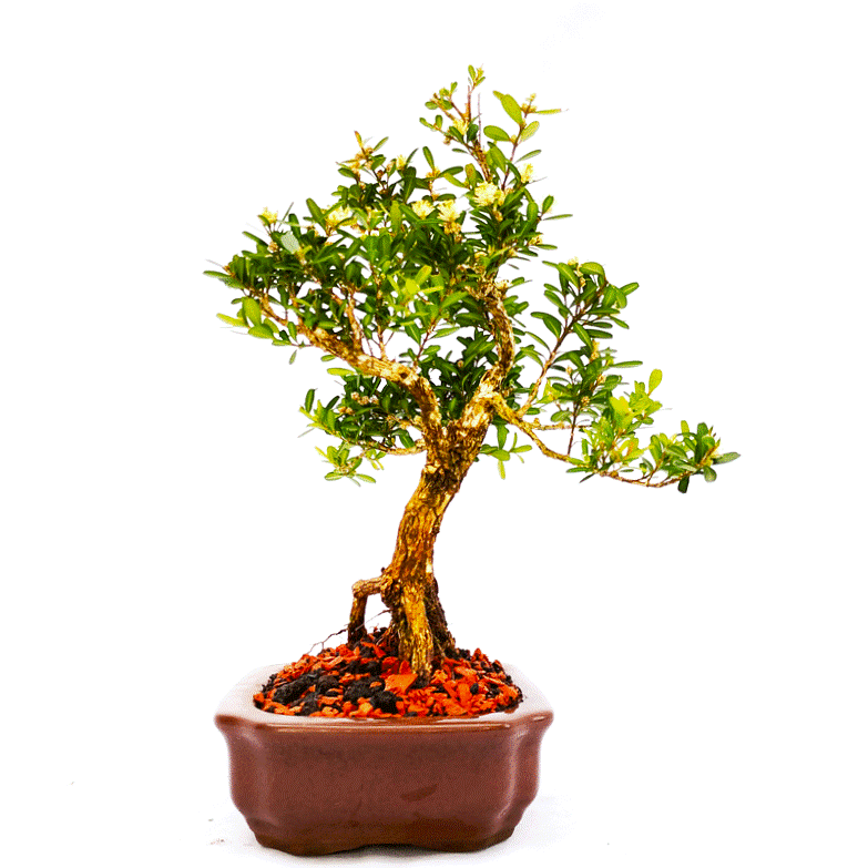 Bonsai de Buxus Harlandii 6 anos - Imagem 2