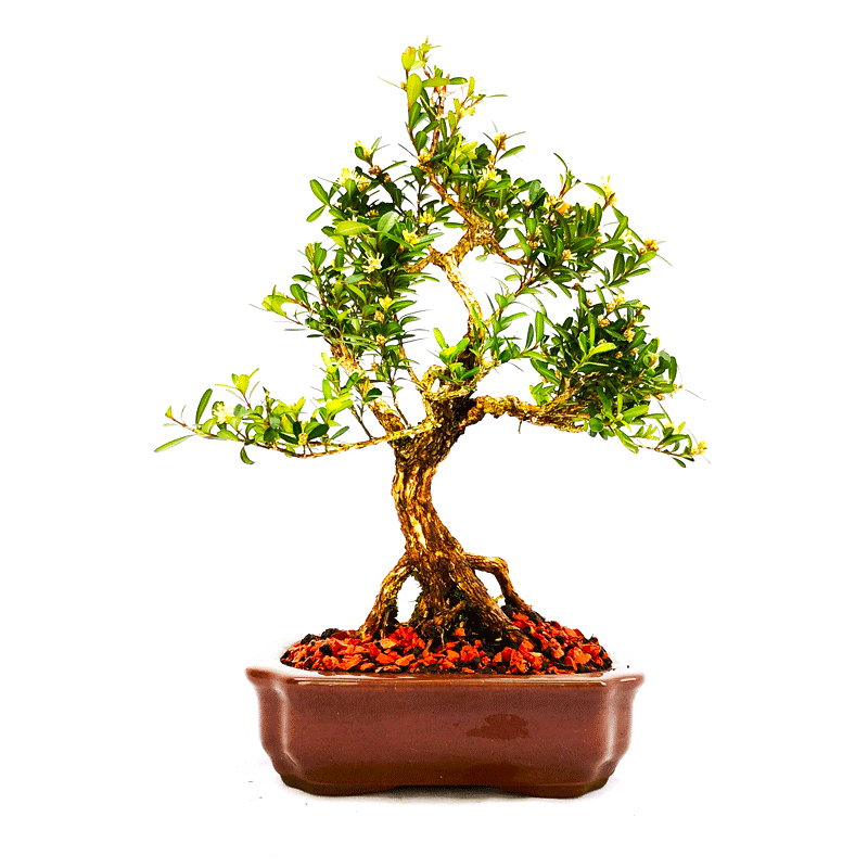 Bonsai de Buxus Harlandii 6 anos - Imagem 3