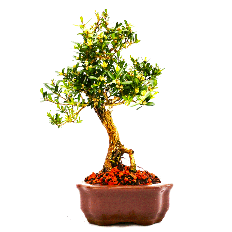 Bonsai de Buxus Harlandii 6 anos - Imagem 4