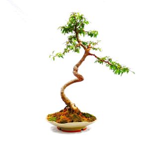 Bonsai de Caliandra Rosa