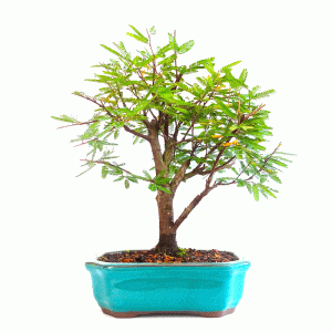 Bonsai de Caliandra Rosa