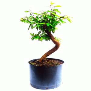 Pré bonsai de Caliandra Rosa