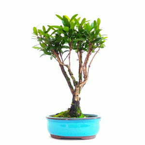 Bonsai de Cereja Anã