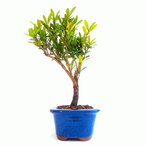 Bonsai de Cereja anã