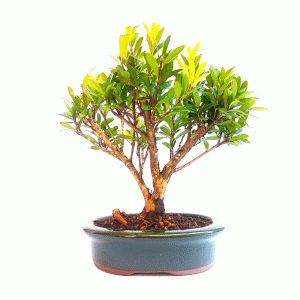 Bonsai de Cereja Anã