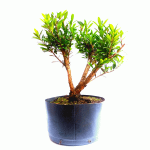 Pré Bonsai de Cereja Anã