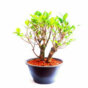 Pré bonsai de Ficus Tiger bark