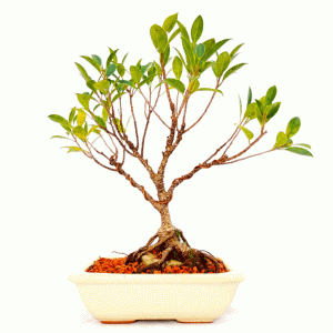 Bonsai de Fícus Tiger Bark