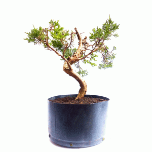 Pré Bonsai de Junípero Itoigawa