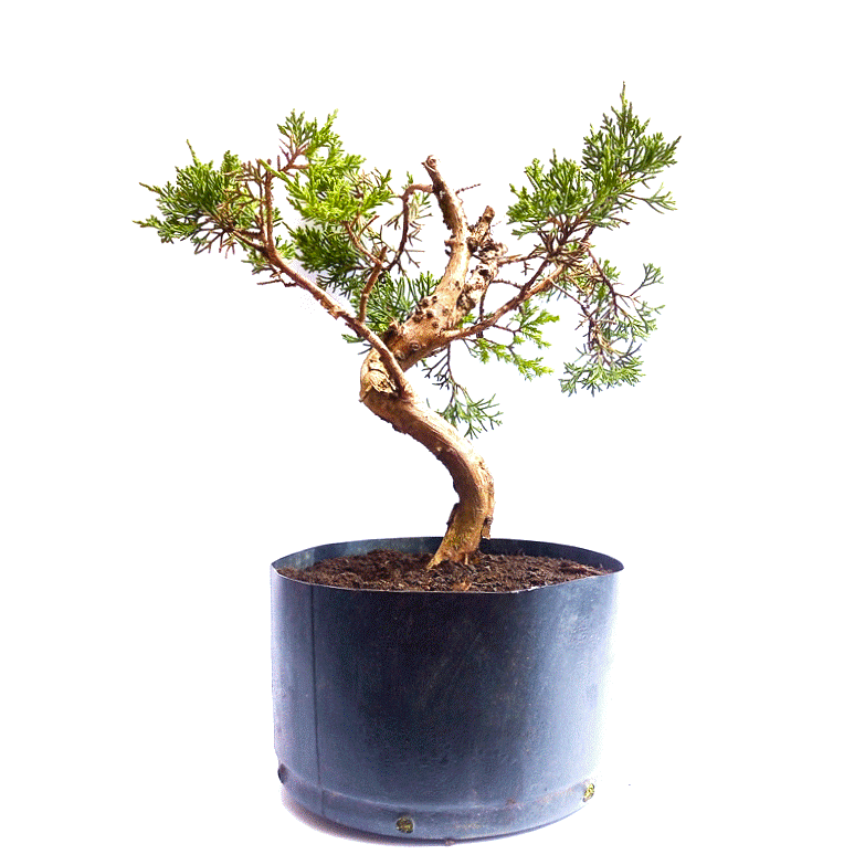 Pré Bonsai de Junípero Itoigawa