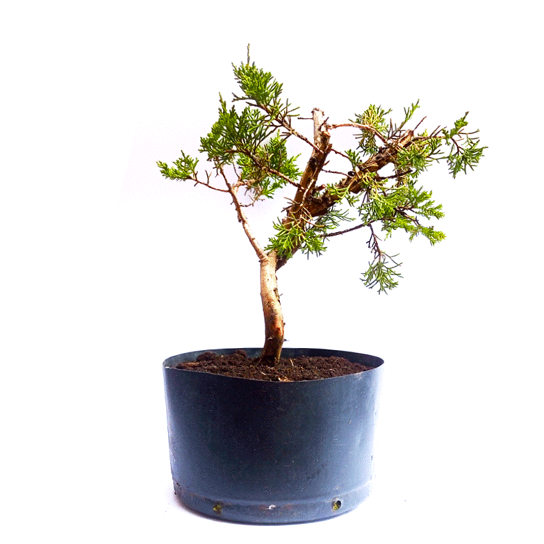 Pré Bonsai de Junípero Itoigawa 5 anos - Imagem 2