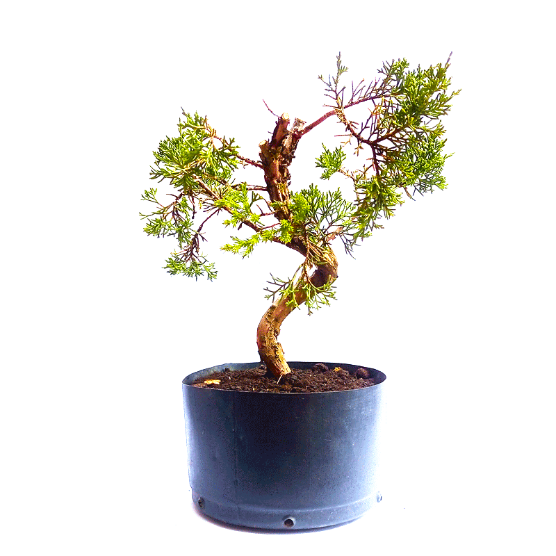 Pré Bonsai de Junípero Itoigawa 5 anos - Imagem 3