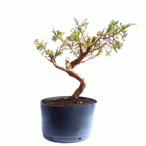 Pré Bonsai de Junípero Itoigawa
