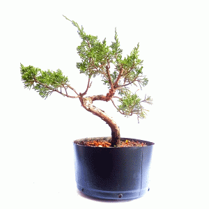 Pré Bonsai de Junípero Itoigawa