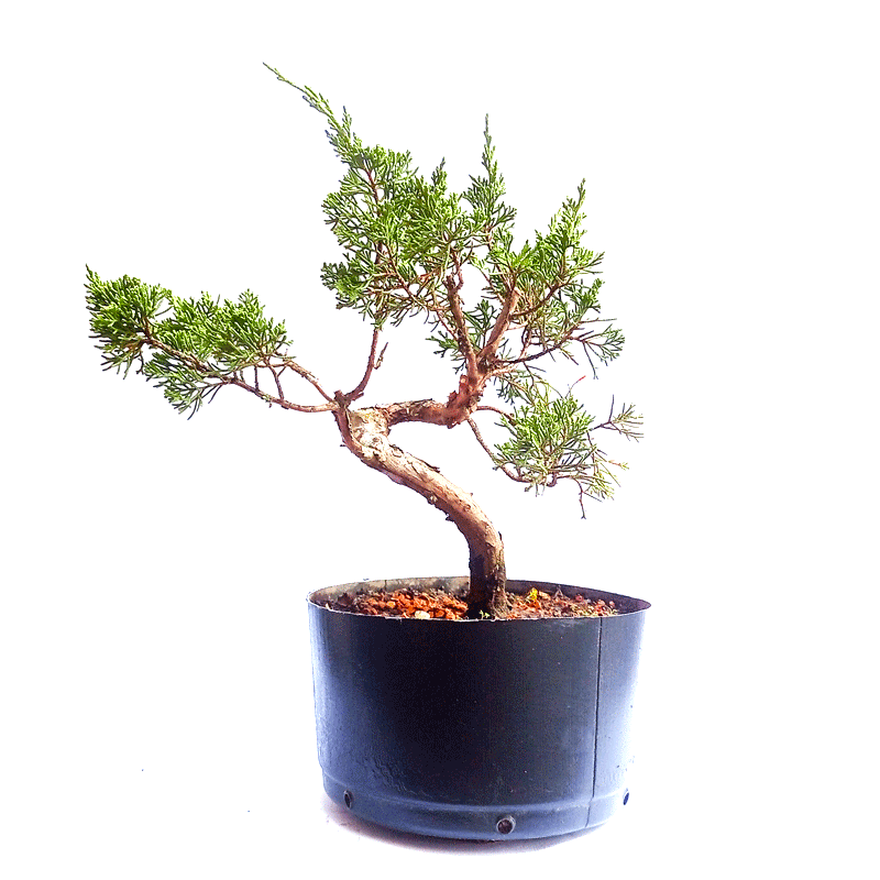 Pré Bonsai de Junípero Itoigawa