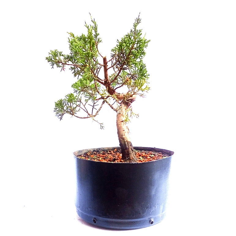 Pré Bonsai de Junípero Itoigawa 5 anos - Imagem 2