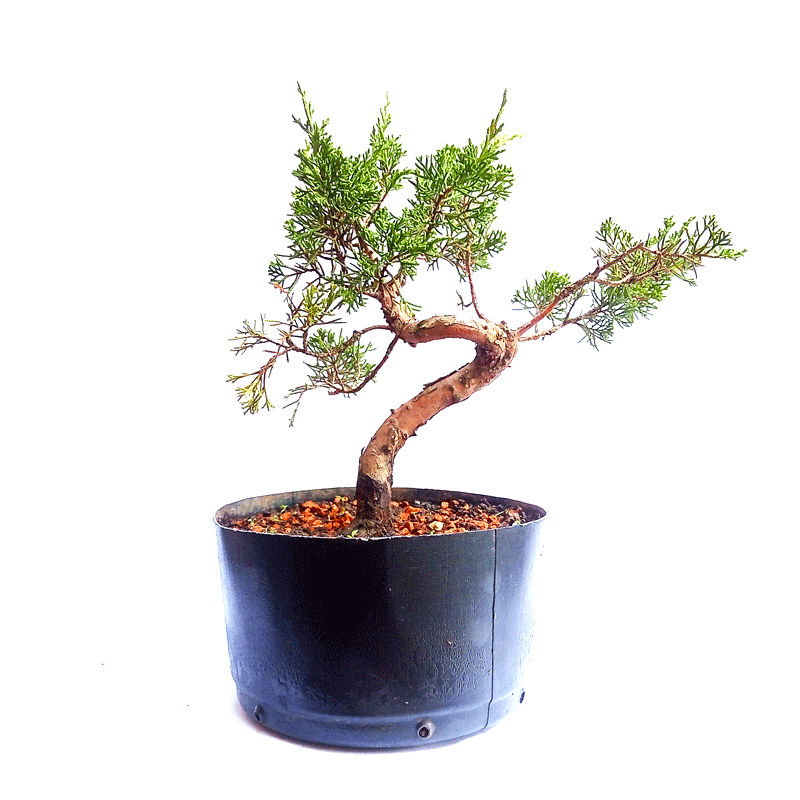 Pré Bonsai de Junípero Itoigawa 5 anos - Imagem 3