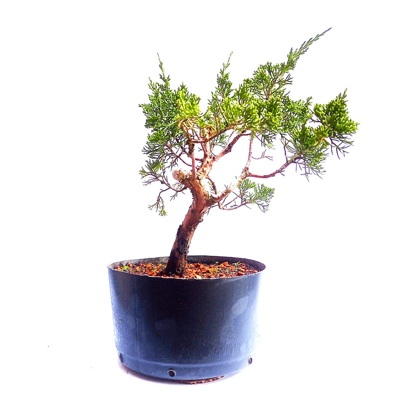 Pré Bonsai de Junípero Itoigawa 5 anos - Imagem 4