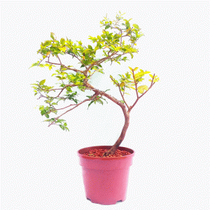 Pré Bonsai de Jabuticaba Sabará