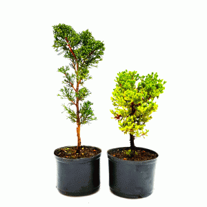 Kit Pré Bonsai 03 anos: Shimpaku + Procumbens