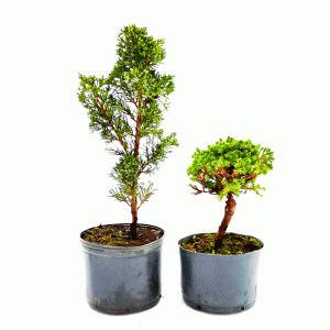 Kit Pré Bonsai 03 anos: Shimpaku + Procumbens