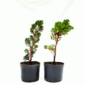 Kit Pré Bonsai 03 anos: Shimpaku + Procumbens