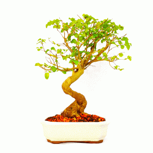 Bonsai de Ligustrum sinense