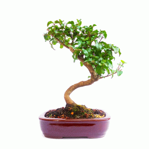 Bonsai de Ligustro