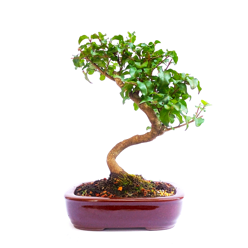 Bonsai de Ligustro