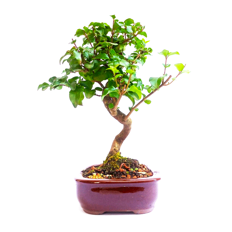 Bonsai de Ligustrum Sinensis 4 anos - Imagem 2
