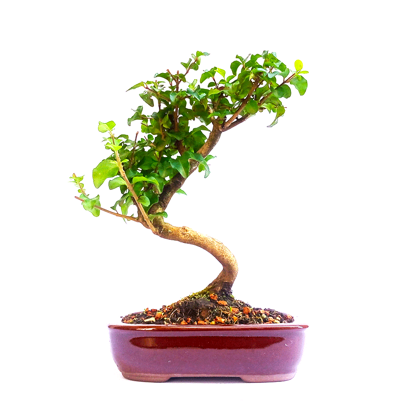 Bonsai de Ligustrum Sinensis 4 anos - Imagem 4