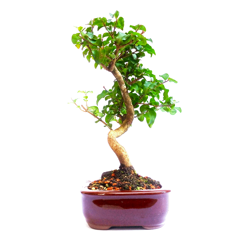 Bonsai de Ligustrum Sinensis 4 anos - Imagem 3