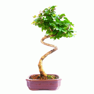 Bonsai de Ligustrum Sinensis