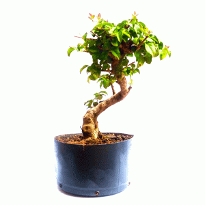 Pré Bonsai de Ligustrum Sinensis