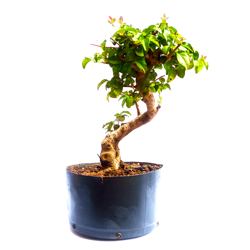Pré Bonsai de Ligustrum Sinensis