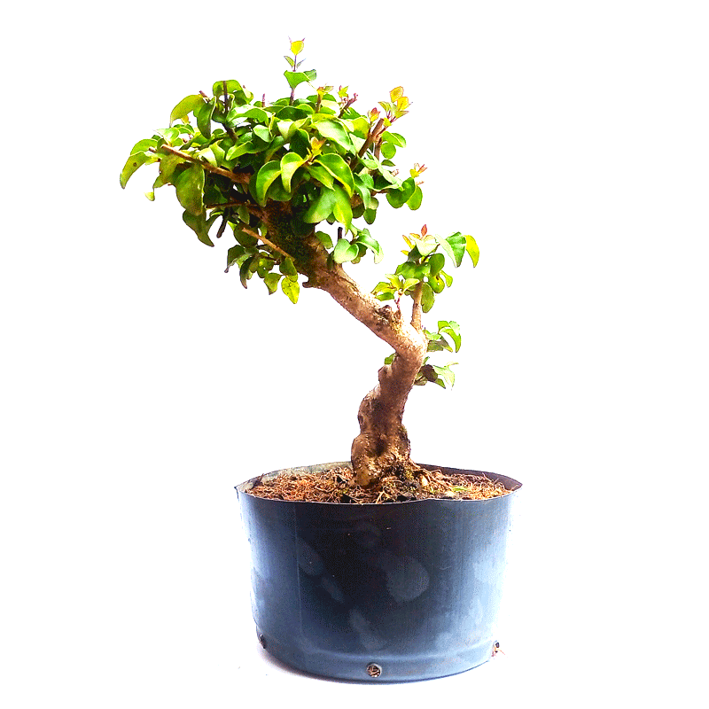 Pré Bonsai de Ligustrum Sinensis 6 anos - Imagem 2