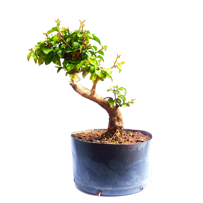 Pré Bonsai de Ligustrum Sinensis 6 anos - Imagem 3