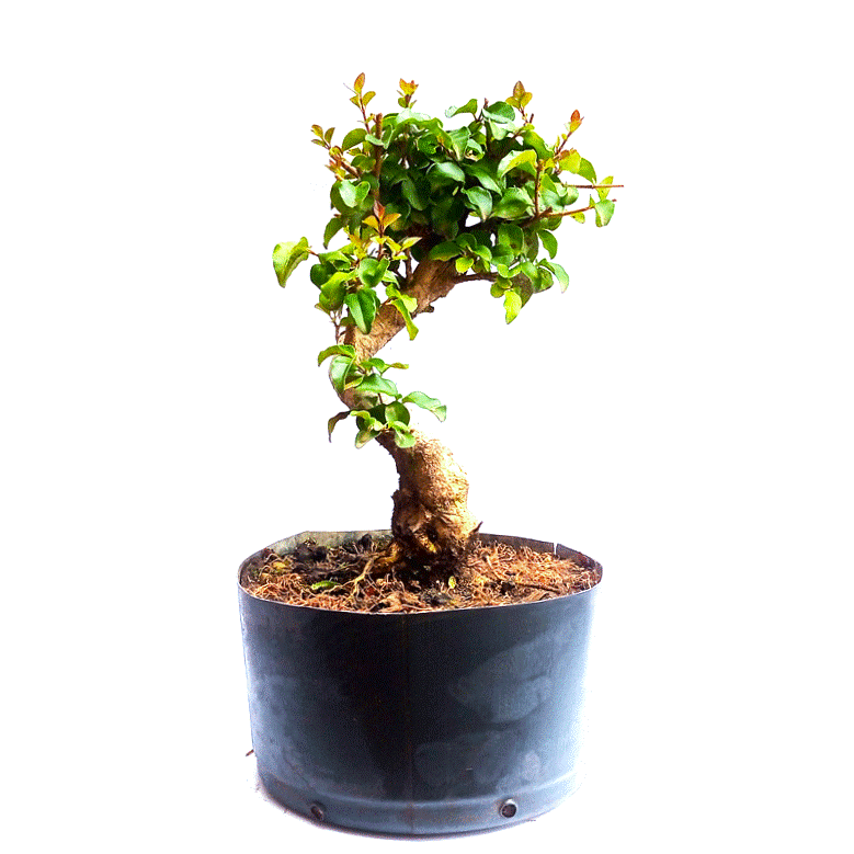 Pré Bonsai de Ligustrum Sinensis 6 anos - Imagem 4