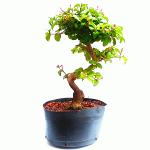 Pré bonsai de ligustro