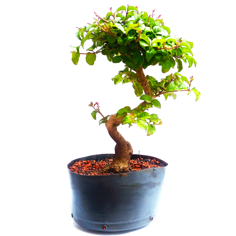 Pré bonsai de ligustro