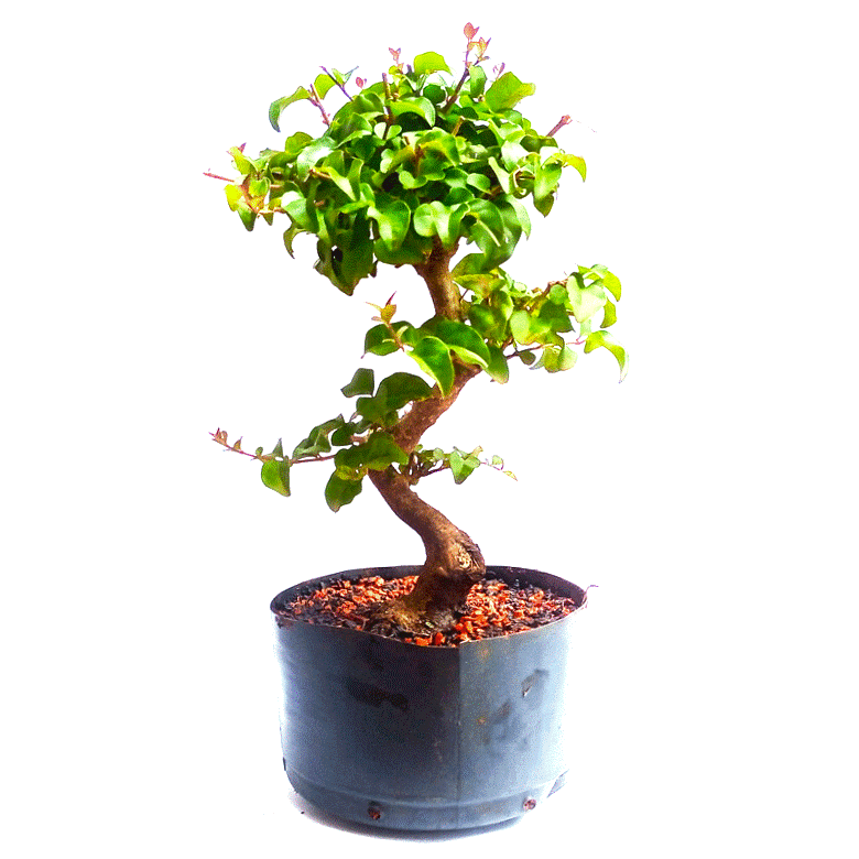 Pré Bonsai de Ligustrum Sinensis 6 anos - Imagem 2