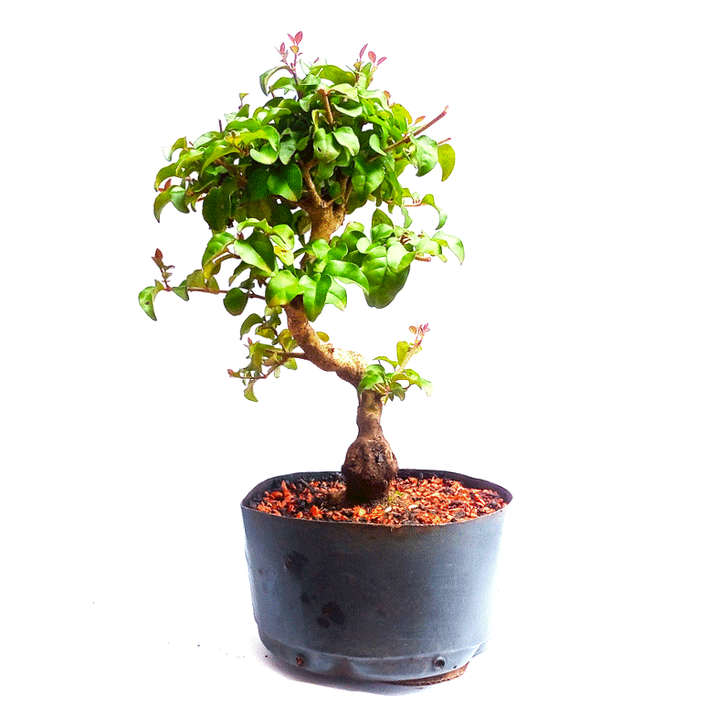 Pré Bonsai de Ligustrum Sinensis 6 anos - Imagem 3