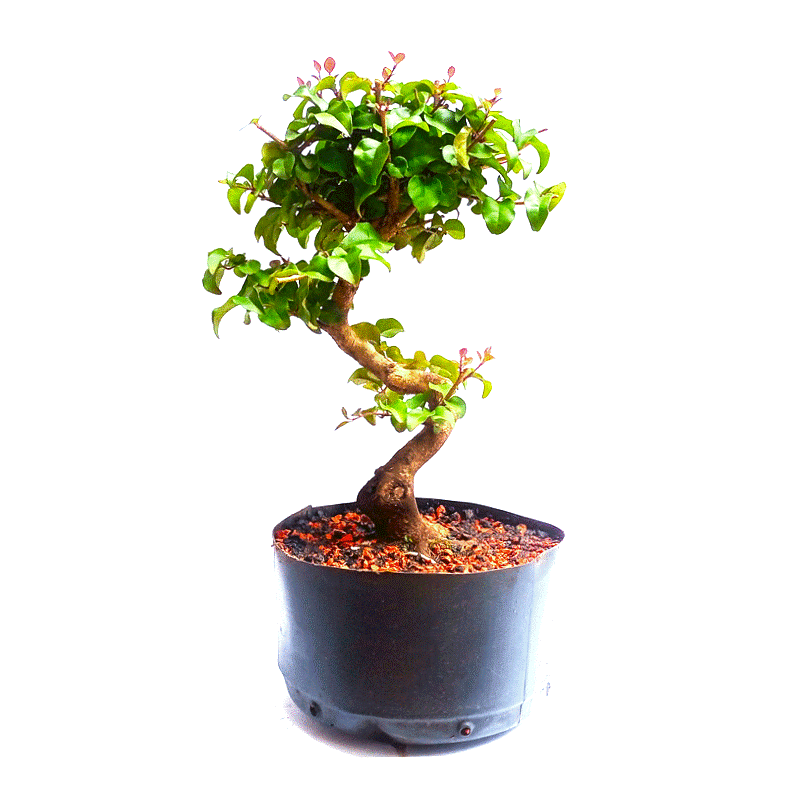 Pré Bonsai de Ligustrum Sinensis 6 anos - Imagem 4