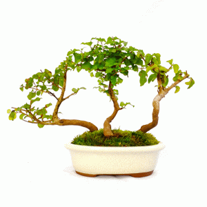 Bonsai de Ligustrum Sinensis