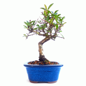Bonsai de Piracanta cor Vermelha