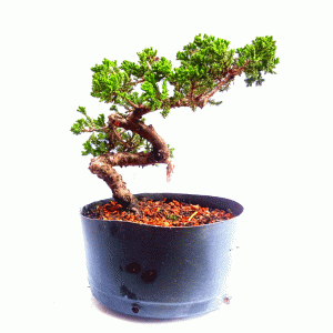 Pré Bonsai de Junípero Procumbens