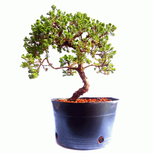 Pré Bonsai de Junípero Procumbens